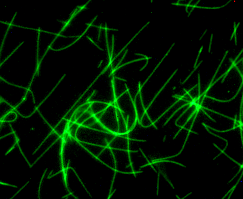 Fluorescent HiLyte 488标记的Tubulin.png